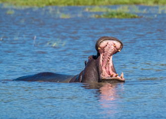 Fototapeta premium Hippo pool, Moremi Game Reserve, Okavango Delta, Botswana