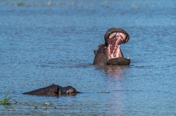 Fototapeta premium Hippo pool, Moremi Game Reserve, Okavango Delta, Botswana