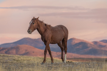 Fototapeta na wymiar Wild Horse at Sunset in the Desert
