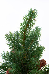 Branch of evergreen Christmas tree. Green Christmas spruce with cones isolated on white background close up. Evergreen Christmas plant.