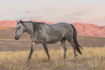 Wild Horse at Sunset in the Desert