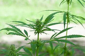 Obraz premium Hemp closeup. Medicinal plants and technical culture. Shallow DOF