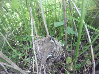 Acrocephalus palustris. The nest of the Marsh Warbler in nature. Common Cuckoo (Cuculus canorus).