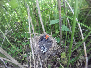 Acrocephalus palustris. The nest of the Marsh Warbler in nature. Common Cuckoo (Cuculus canorus).