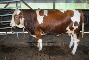 Bulle steht im Kuhstall auf Bauernhof - 182606963