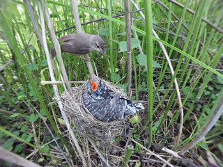 Acrocephalus palustris. The nest of the Marsh Warbler in nature. Common Cuckoo (Cuculus canorus).
