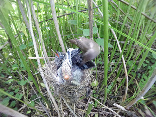 Acrocephalus palustris. The nest of the Marsh Warbler in nature. Common Cuckoo (Cuculus canorus).