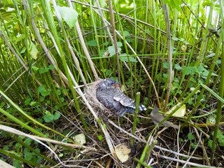 Acrocephalus palustris. The nest of the Marsh Warbler in nature. Common Cuckoo (Cuculus canorus).