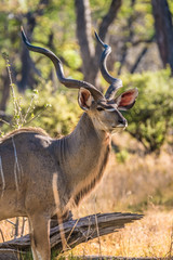 Male greater kudu, Moremi Game Reserve, Okavango Delta, Botswana