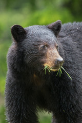 A young black bear chewing grass