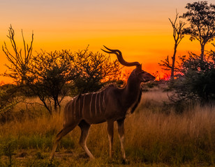 Male greater kudu, Moremi Game Reserve, Okavango Delta, Botswana