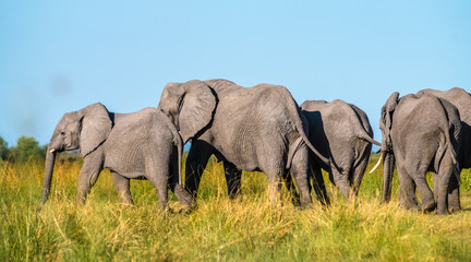 Elephant family, Moremi Game Reserve, Okavango Delta, Botswana