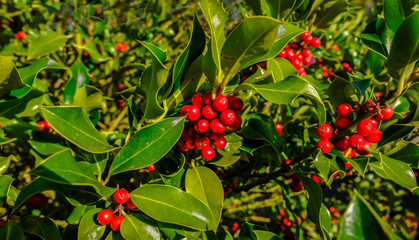 Obraz premium Holly tree with lots of red berries with good light.