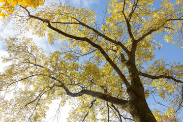 Tree branches with yellow leaves in the fall