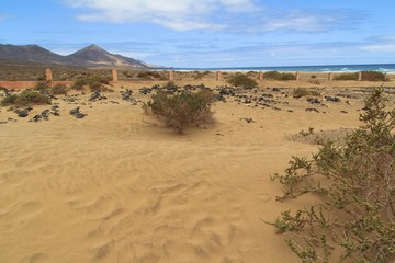 Fototapeta na wymiar Cemetery on the Cofete beach, Fuerteventura- Canary Islands 