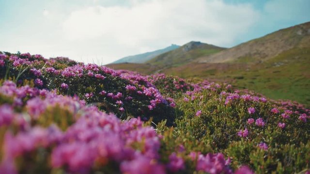 Close up view of violet mountain flowers under strong wind. Mountainous region, pure nature. Relaxation, positive emotions. Sunny weather, cloudy sky, camera stabilizer shot, landscape