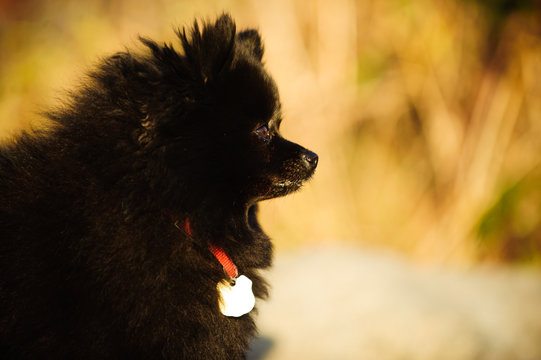 Black Pomeranian Dog Portrait Headshot