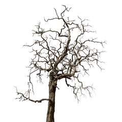 Dead tree isolated on white background