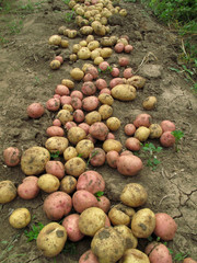 Fresh organic potatoes on the ground