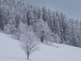 Gersbach en Forêt Noire. Au coeur de l'hivers, les sapins sous la neige épaisse dans un ciel gris