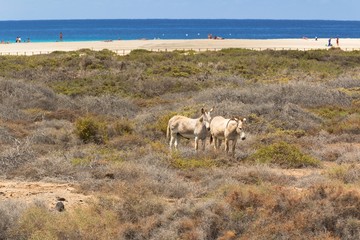 Fototapeta na wymiar Donkeys near the beach in Morro Jable, Fuerteventura- Canary Islands