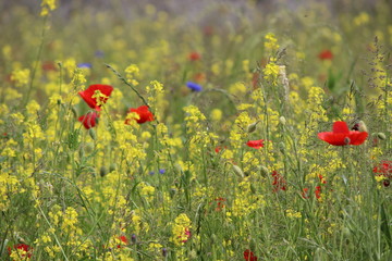 Wildblumenwiese - wildflower meadow - Sommerwiese