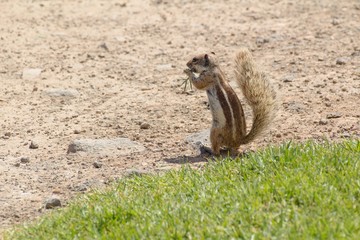 Chipmunk on the Canary Islands in Morro Jable town