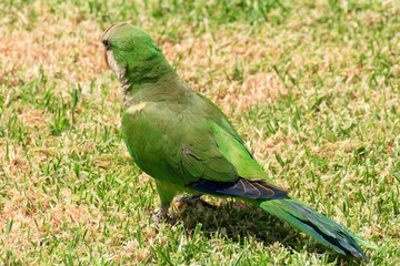 Green parrot in Fuerteventura, Canary Islands