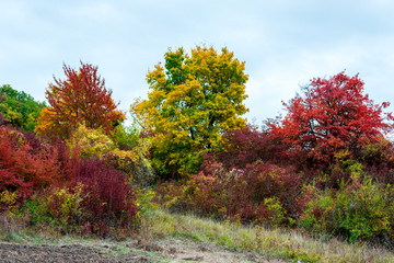 Naklejka premium Autumn landscape
