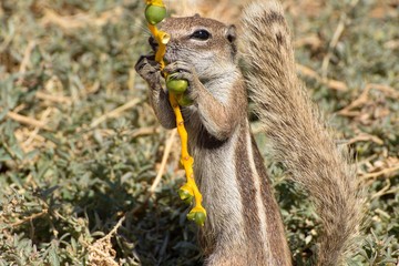 Chipmunk on the Canary Islands in Morro Jable town