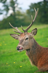 Stag with tongue sticking out