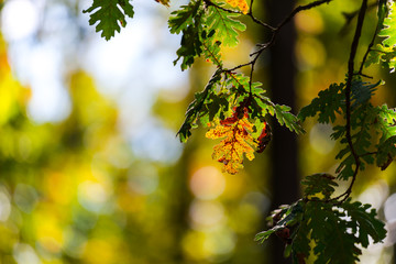 Leaves inside of the forest