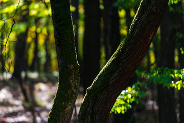 Obraz premium Leaves inside of the forest