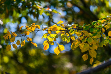 Leaves inside of the forest