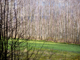 Mozaika z drzew brzozy © JDziedzic