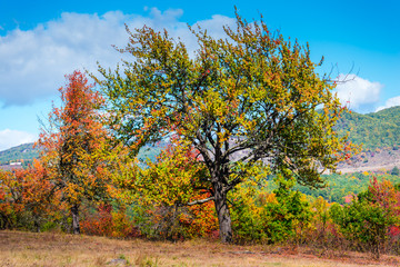 Trees ion the fall season