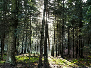 W jodłowej puszczy © JDziedzic