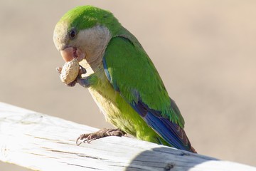 Fototapeta premium Green parrot in Fuerteventura, Canary Islands