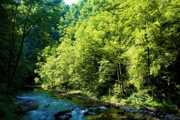 Radovna und Wald in der Vintgar Klamm