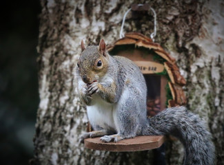Grey Squirrel