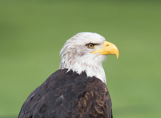 Obraz premium Seeadler