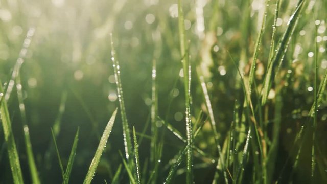 Shining morning dew on green grass. Freshness, harmony, nature beauty. Joy of life, beautiful landscape, vitality. Morning tear. Slow motion, camera stabilizer shot, landscape, sunbeam