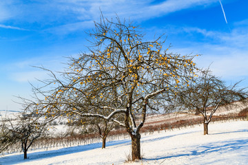 Fototapeta na wymiar Früchte im Winter