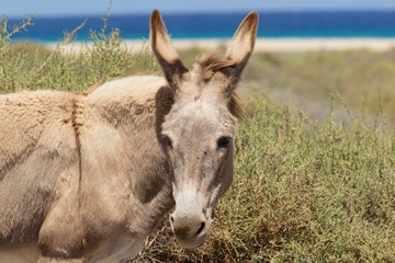 Donkeys near the beach in Morro Jable, Fuerteventura- Canary Islands