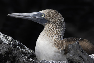 Blue-footed Booby (Sula nebouxii) on lava portrait, Punta Moreno, Isabela island, Galapagos Islands