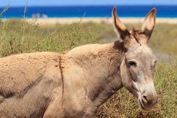 Fototapeta premium Donkeys near the beach in Morro Jable, Fuerteventura- Canary Islands
