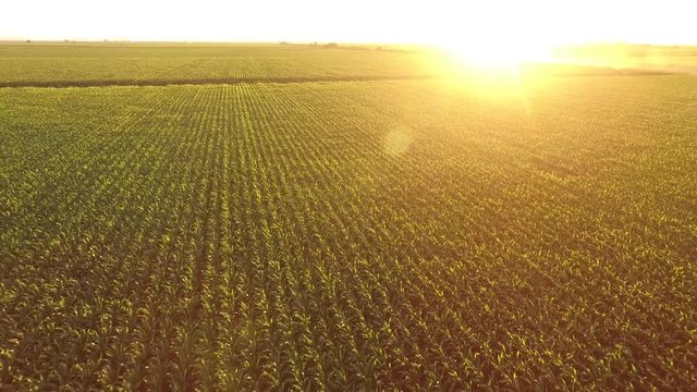 Campo y agricultura Sinaloa Mexico