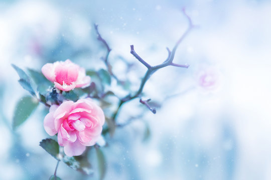 Beautiful pink roses in snow on a blue background. Snowing. Artistic winter image.