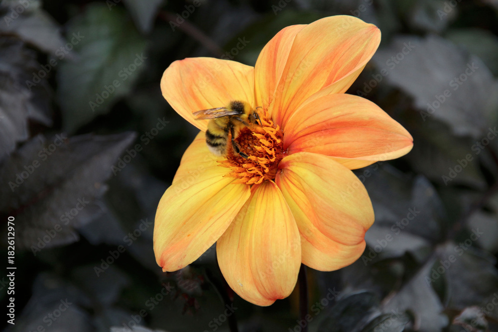 Poster bee on a wild flower