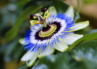 Passion Flower